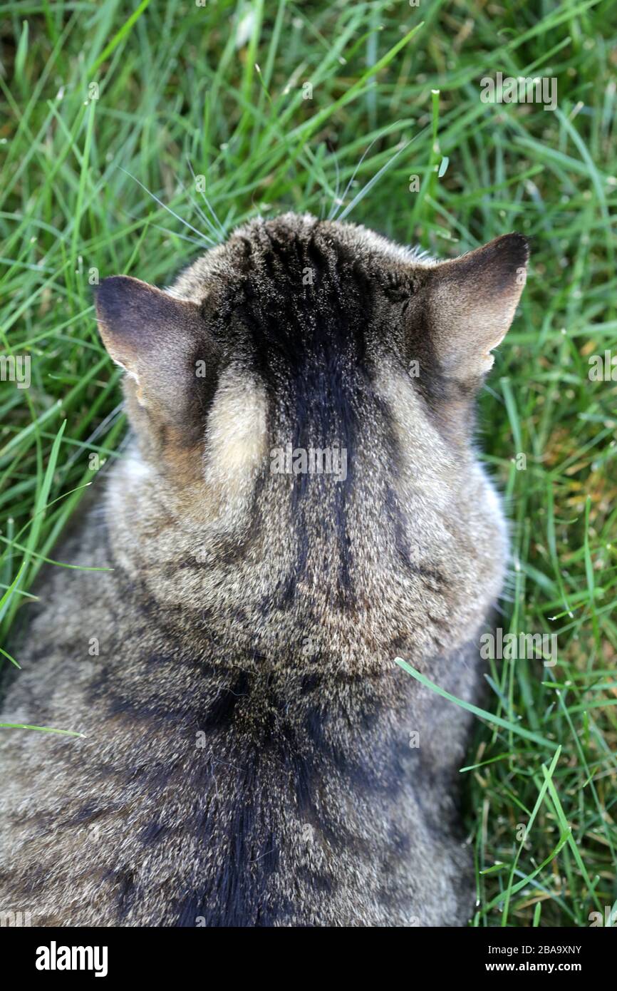 Le dos d'UN chat reposant dans l'herbe un après-midi d'été Banque D'Images
