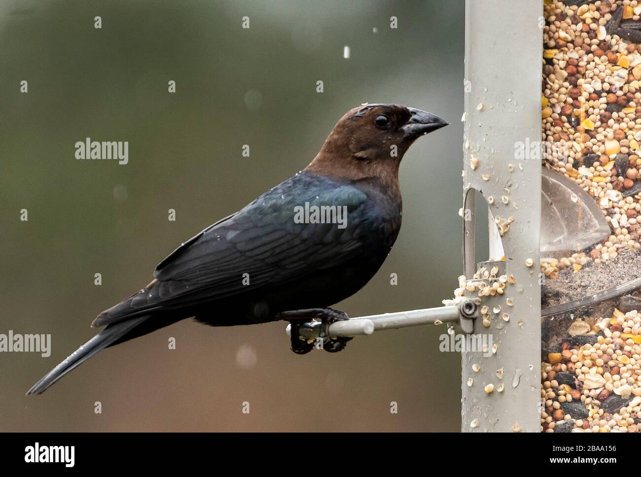 Oiseau noir Banque D'Images