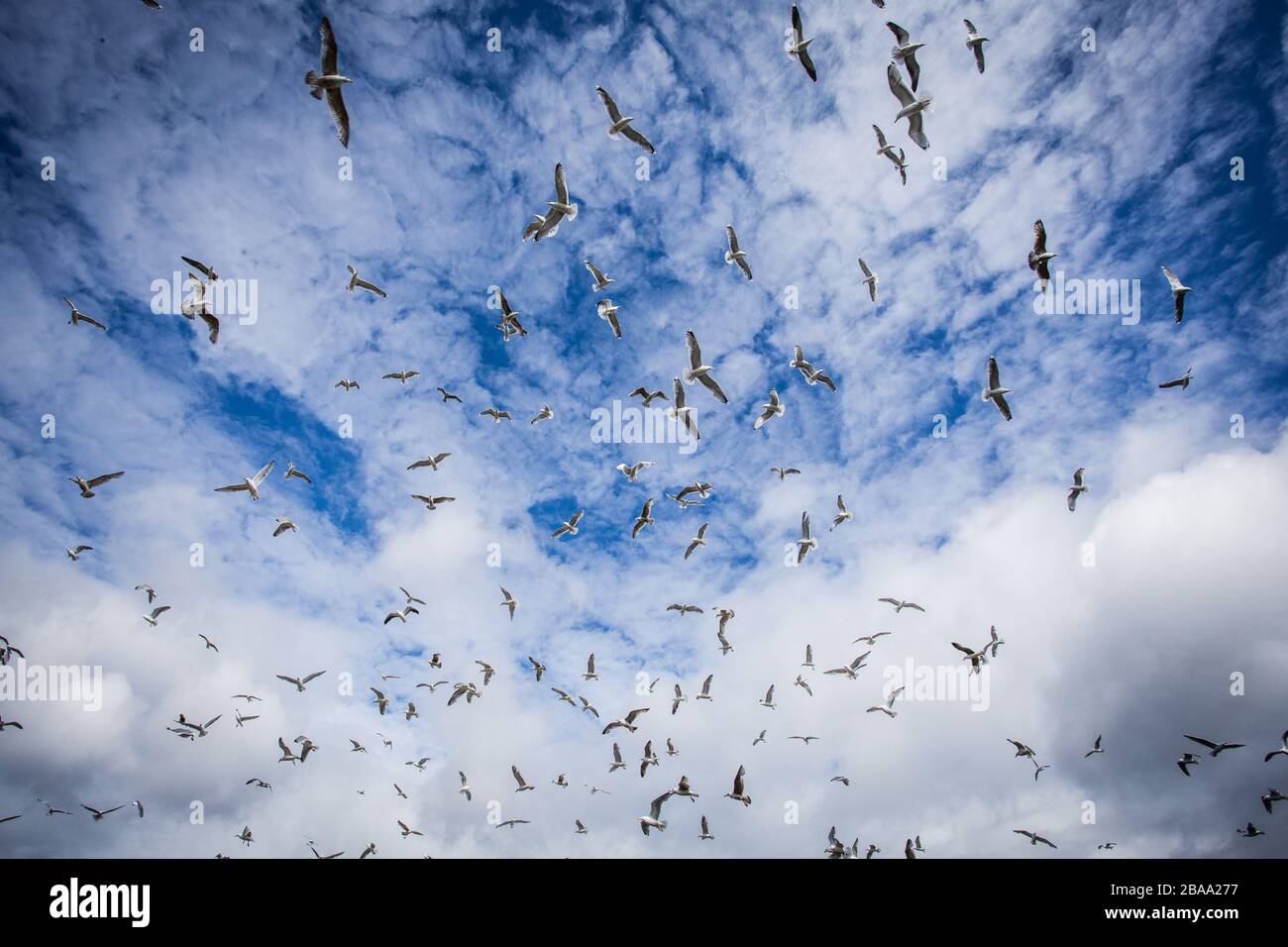 trafic dans le ciel - mouettes Banque D'Images