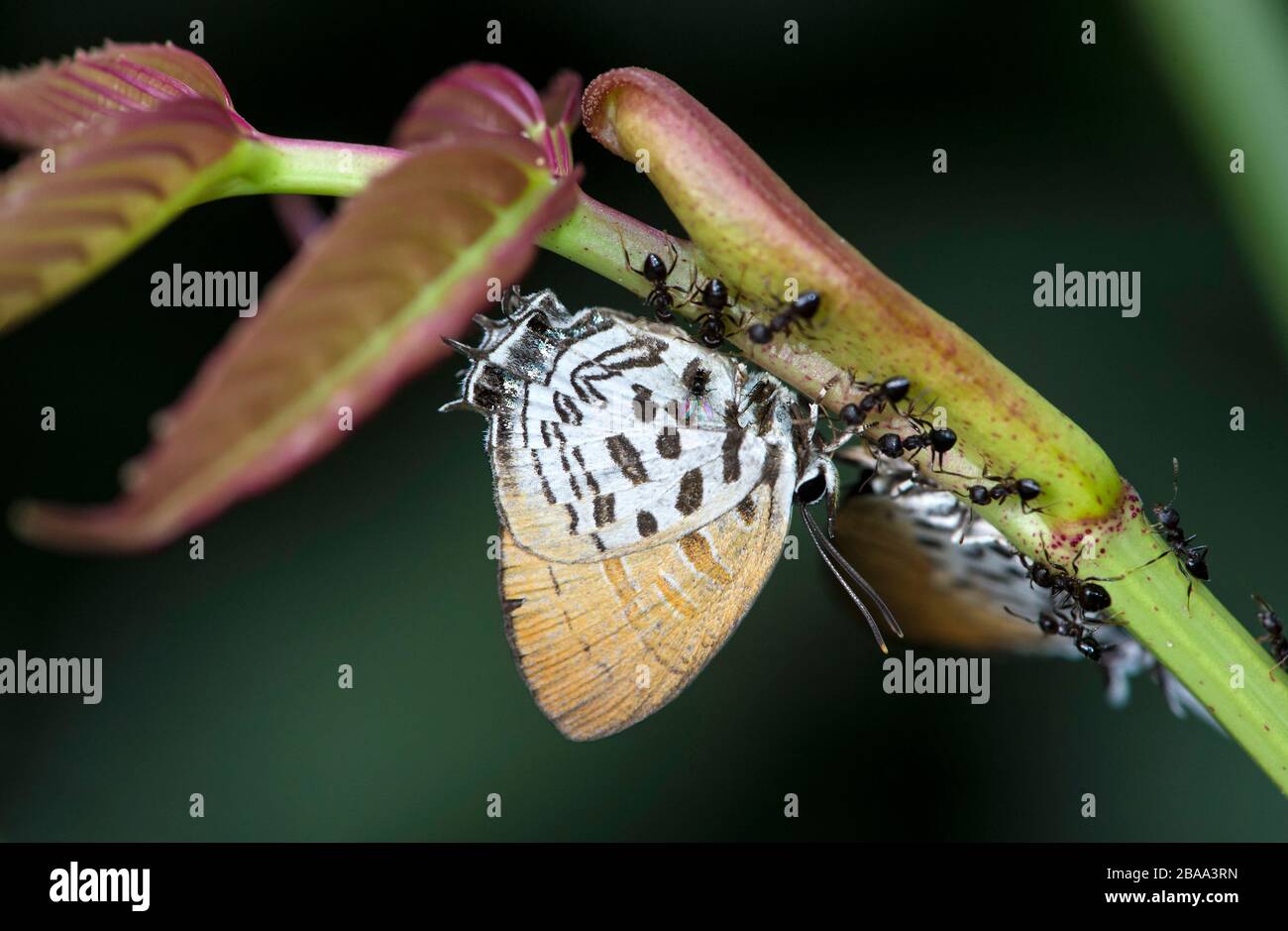 Interaction symbiotique entre un papillon lycaenide (Drupadia theda) et des fourmis crémogaster, zone de conservation de la vallée du Danum, Sabah, Bornéo, Malaisie Banque D'Images