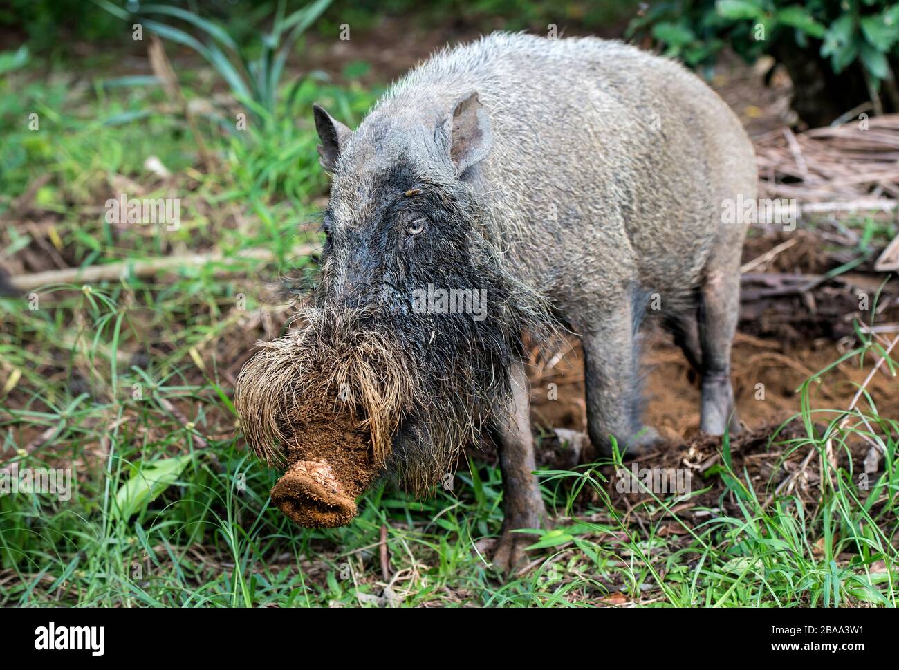 Bornean Bearded Pig (Sus barbatus), parc national Bako, Kuching, Sarawak, Bornéo, Malaisie Banque D'Images