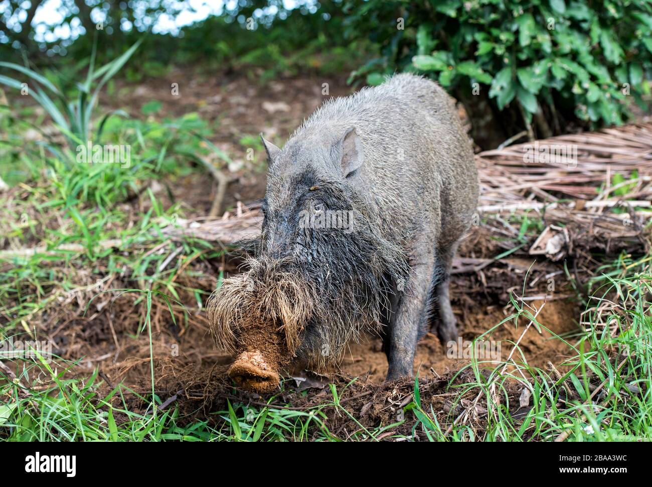 Bornean Bearded Pig (Sus barbatus), parc national Bako, Kuching, Sarawak, Bornéo, Malaisie Banque D'Images