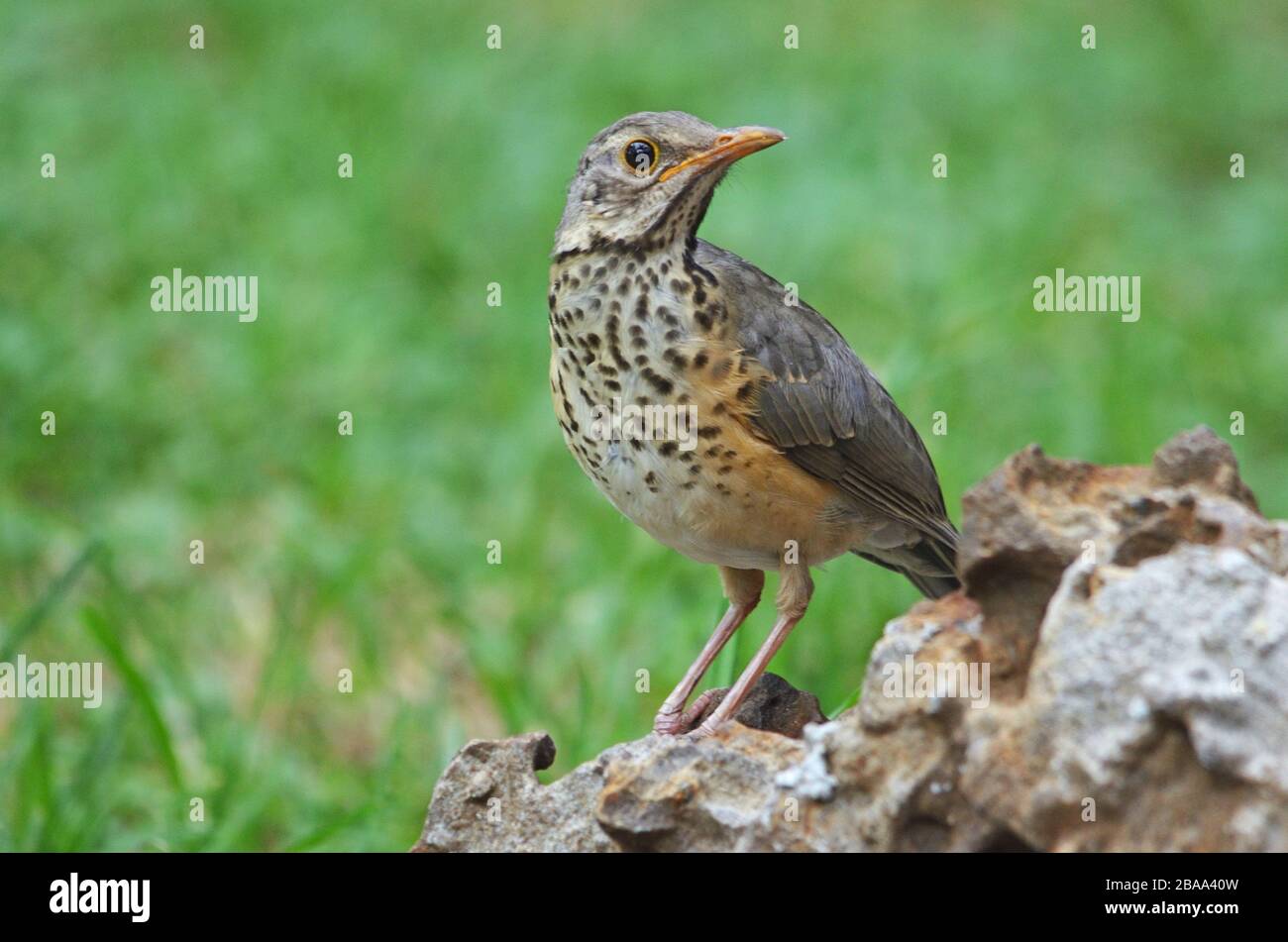 Kurichane Thrush sur la roche à Etosha, fond vert, gros plan Banque D'Images