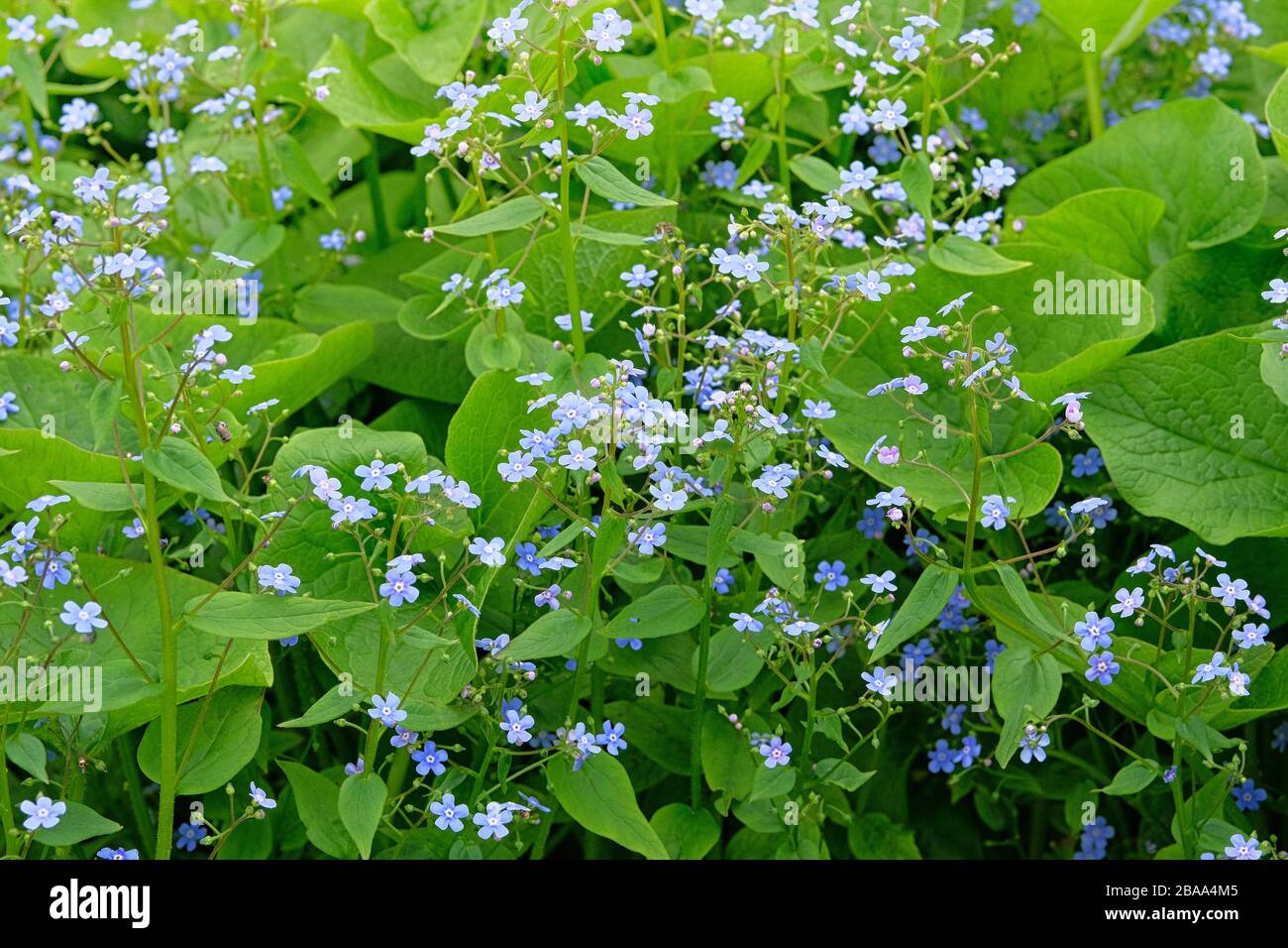 Pré sauvage de printemps dans les montagnes. Beaucoup de fleurs alpines bleues sur une glade verte au printemps. Forget-me-not Myosotis scorpioides est en pleine floraison. Banque D'Images