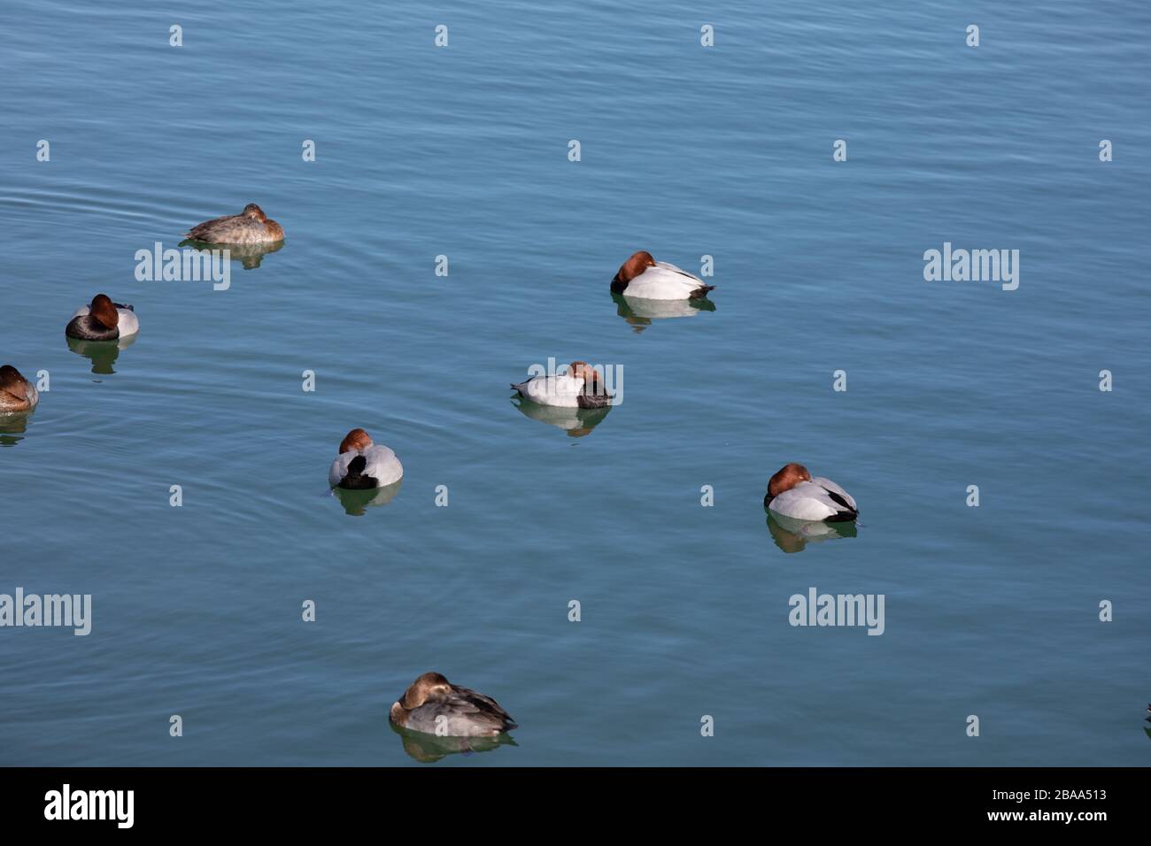 huit canards blancs bruns rouges dormant dans de l'eau bleu foncé, par jour Banque D'Images