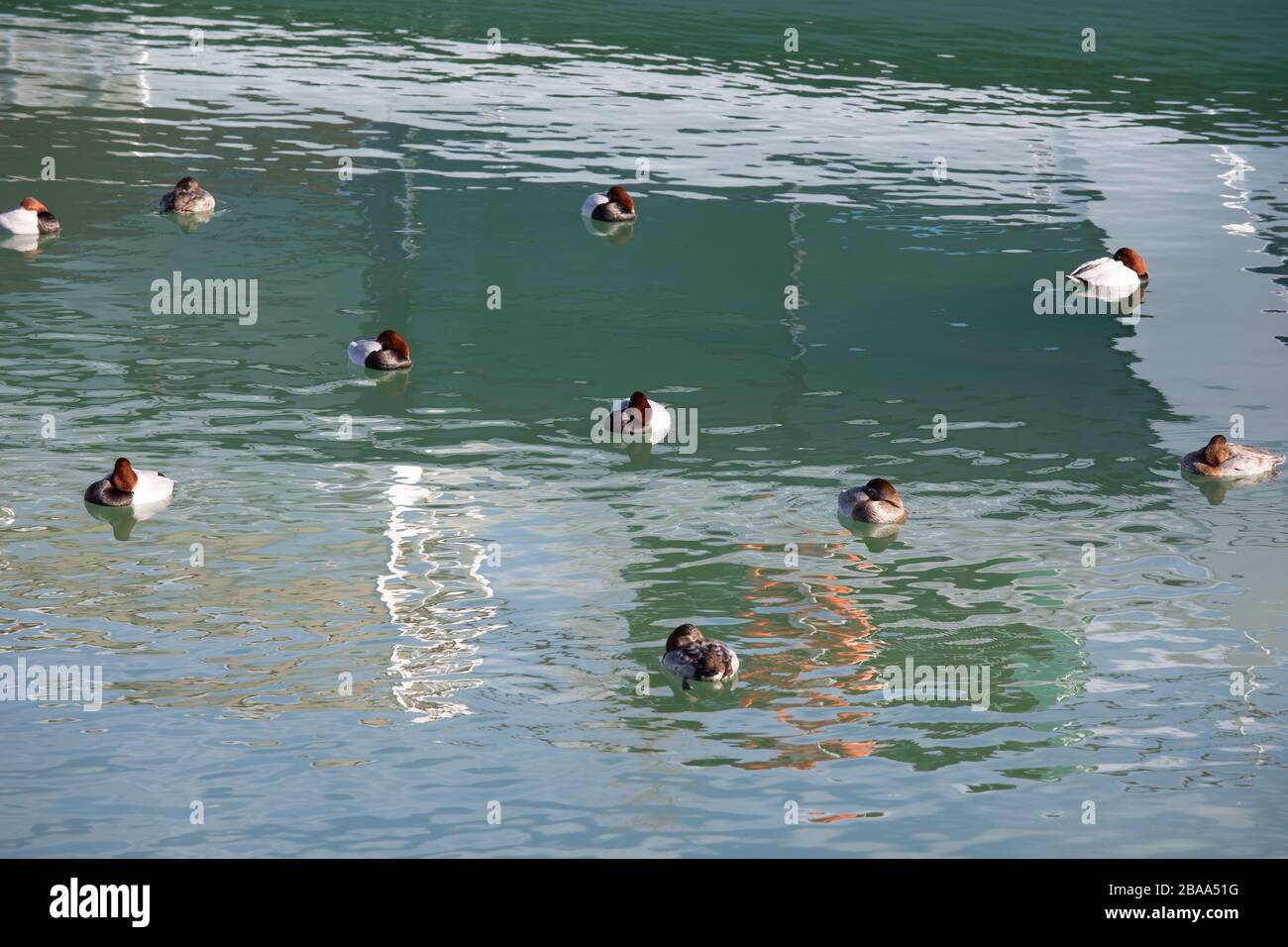 dix canards blancs bruns rouges dormant dans l'eau bleu turquoise, par jour Banque D'Images