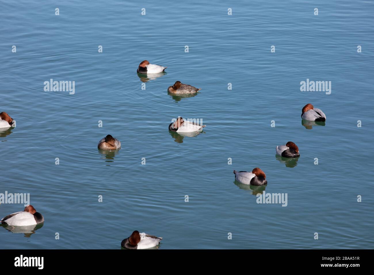 dix canards blancs bruns rouges dormant dans de l'eau bleu foncé, par jour Banque D'Images