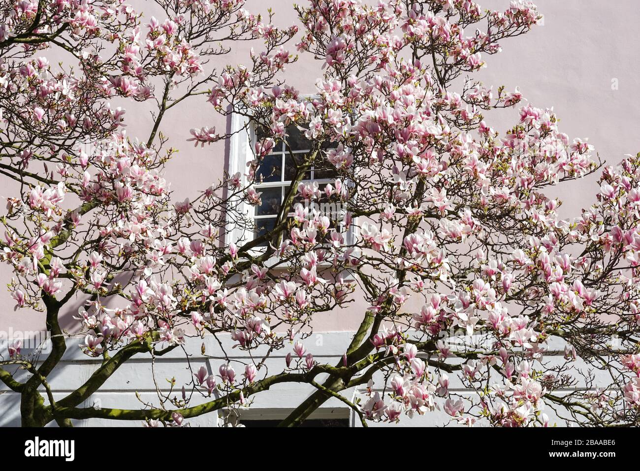 Magnolia rose en fleurs devant une fenêtre Banque D'Images