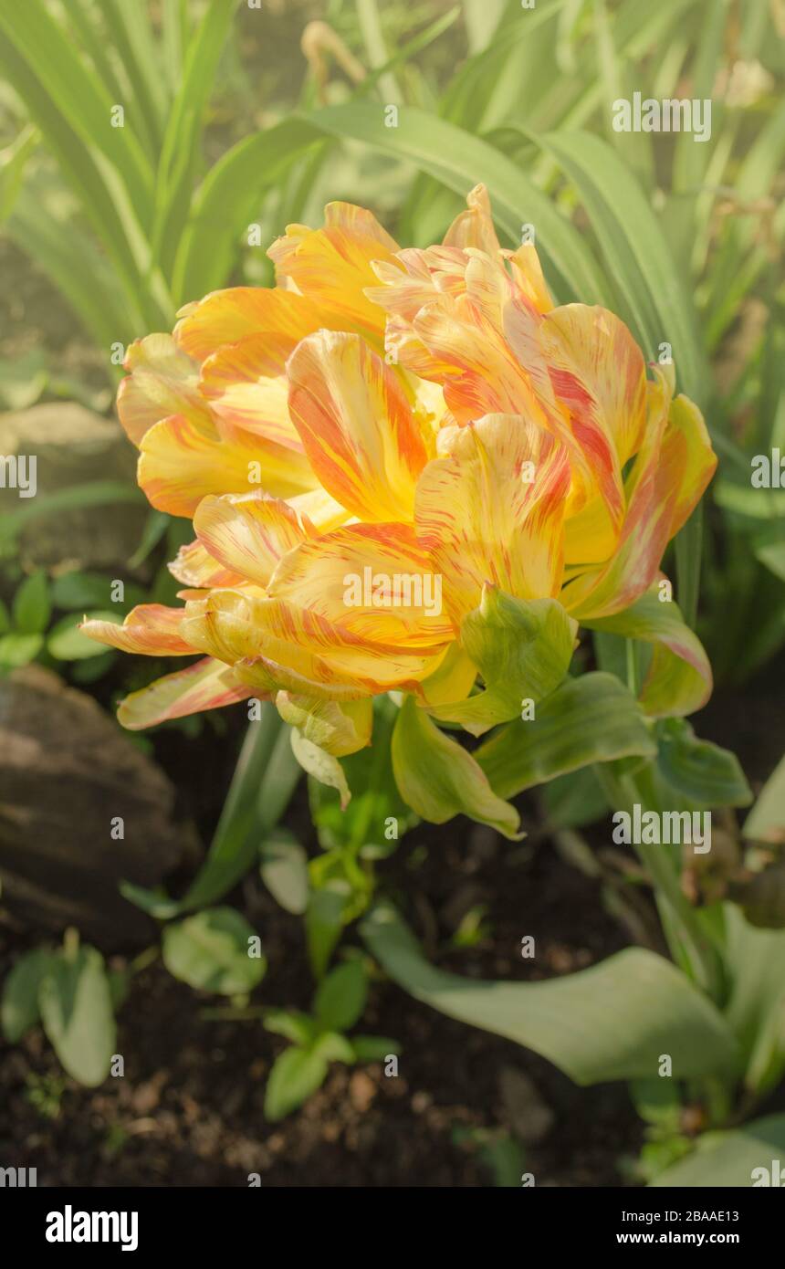 Fleurs jaunes tulipes floraison dans tulipes Fruit cocktail. Groupe de tulipe jaune colorée. Cocktail de fruits tulipes colorés dans le jardin fleuri Banque D'Images