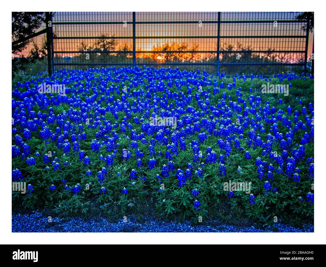 Fleurs sauvages de printemps du Texas – bluebonnets et pinceaux indiens, sur les routes rurales Banque D'Images