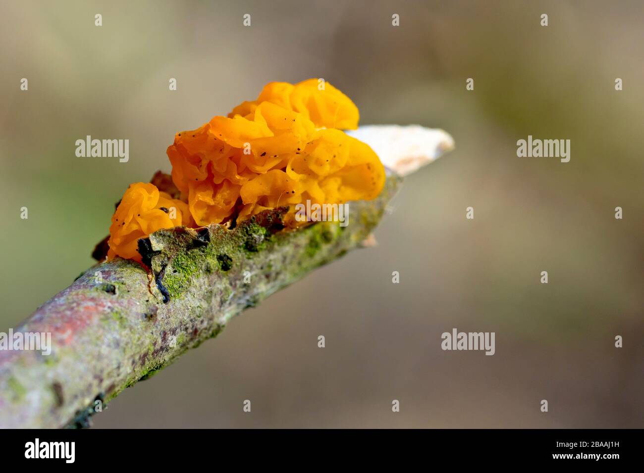 Le champignon jaune du cerveau ou le beurre de sorcières (tremella mesenterica), isolé de près du corps de fructification qui pousse à l'extrémité d'une branche brisée. Banque D'Images