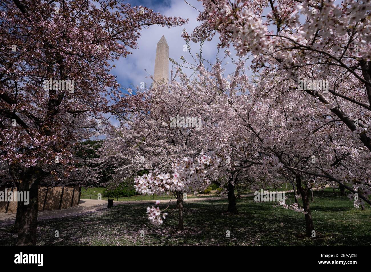 Washington DC, États-Unis. 26 mars 2020. Les cerisiers en fleurs fleurissent près du Washington Monument lors de la pandémie de Coronavirus (COVID-19), à Washington, D.C le jeudi 26 mars 2020. Photo de Kevin Dietsch/UPI crédit: UPI/Alay Live News Banque D'Images