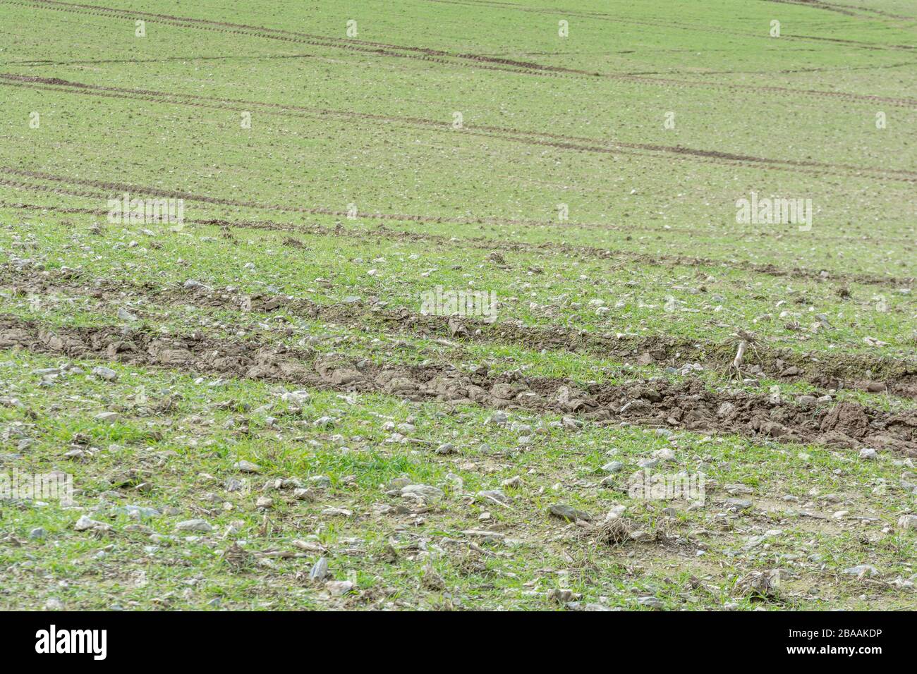 Des chenilles de pneus de tracteur croisant dans un champ de printemps. Pour le changement de direction, l'agriculture et l'agriculture britanniques, le paysage agricole, la croissance précoce Banque D'Images