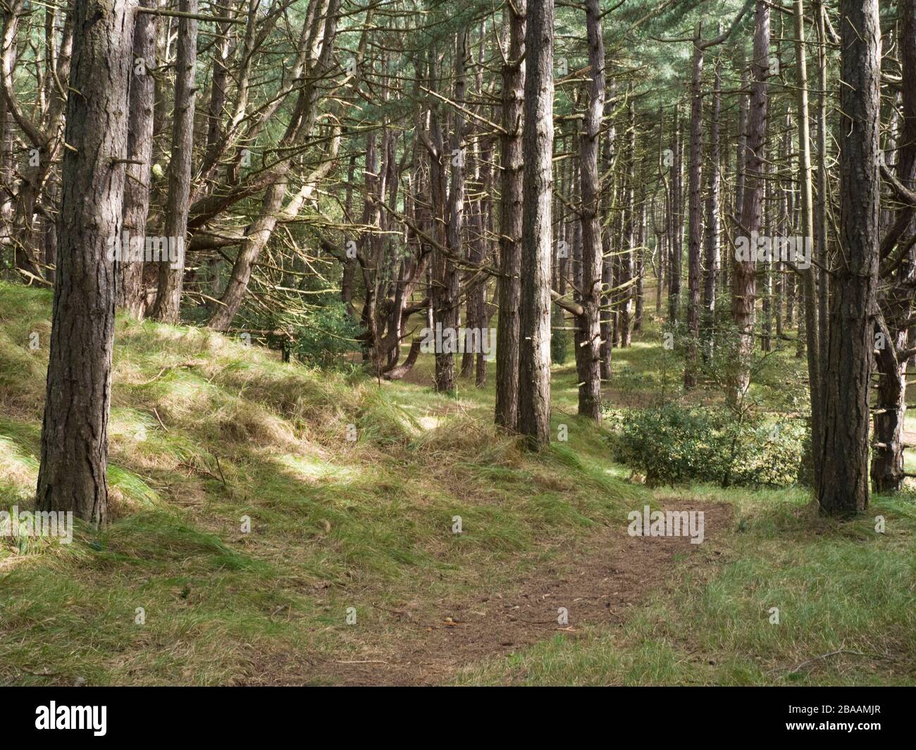 Sentier à travers la forêt de pins, Wells-Next-the-Sea, Norfolk, Royaume-Uni Banque D'Images