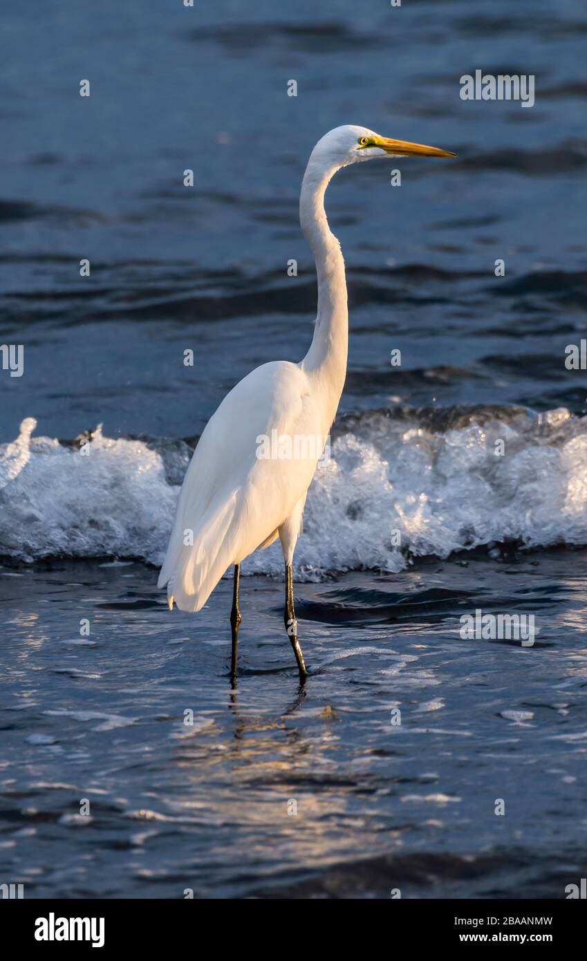 Grand aigrette (Ardea alba) debout en mer, Baja California sur, Mexique Banque D'Images