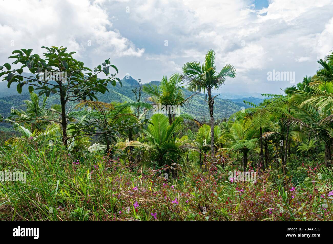 la flore et le paysage des montagnes de luquillo dans la forêt nationale de el yunque de porto rico Banque D'Images