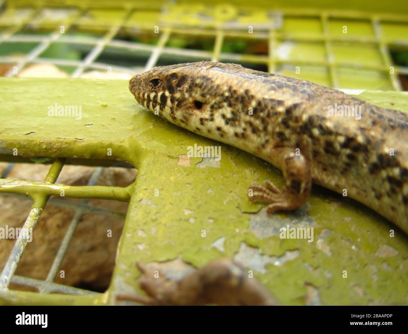 Gros plan sur un Skink ocellé à Malte Banque D'Images