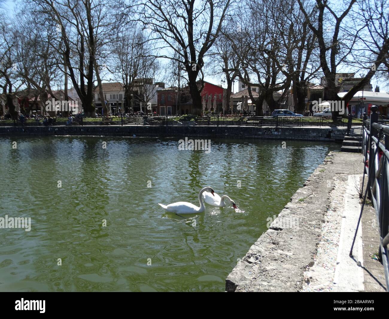 ioannina lac faune nature animaux hiver scène canards blancs Swans baignade dans le lac pamvotida Banque D'Images