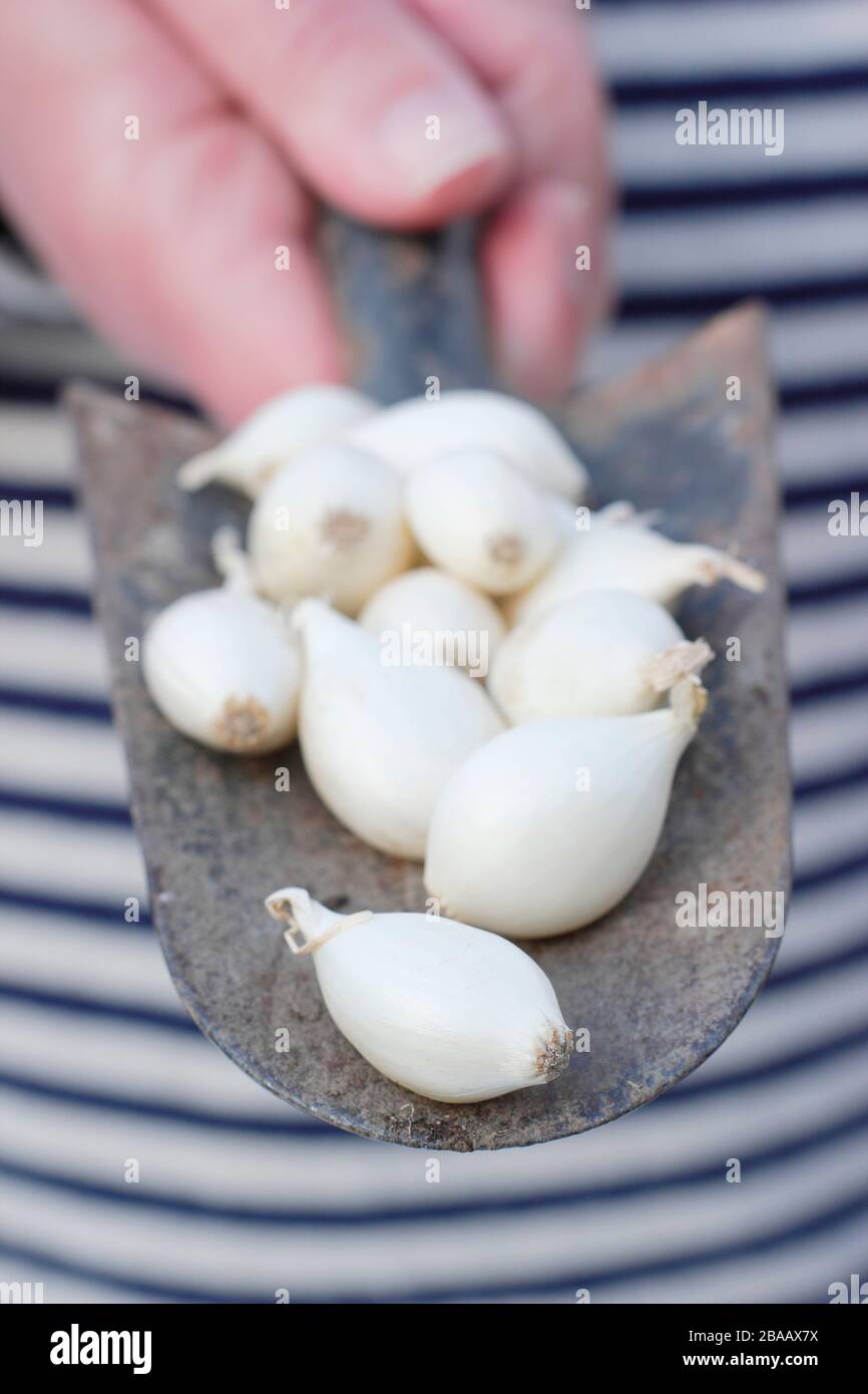 Allium cesp 'Snowball' oignon mis sur une truelle prête à démarrer dans des cellules modulaires. ROYAUME-UNI Banque D'Images