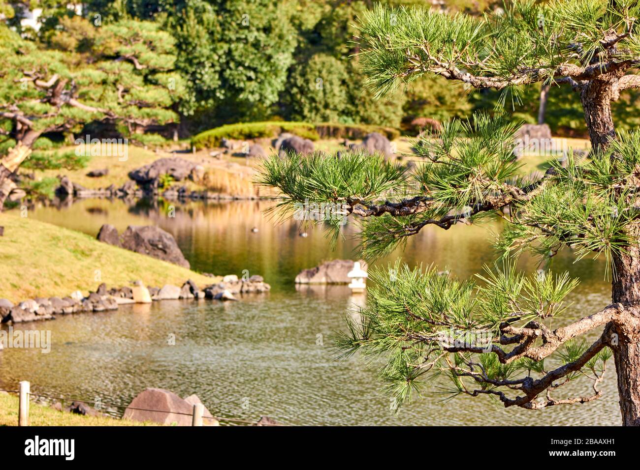 Pins dans un jardin de style japonais avec un étang Banque D'Images