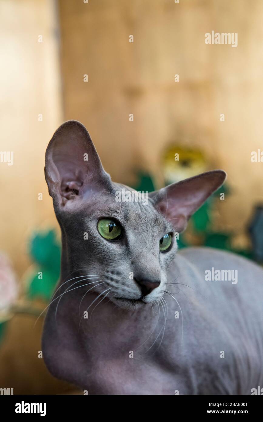 Chat Peterbald Sans Cheveux Photo Stock Alamy Chat Peterbald Sans Cheveux Photo Stock Alamy