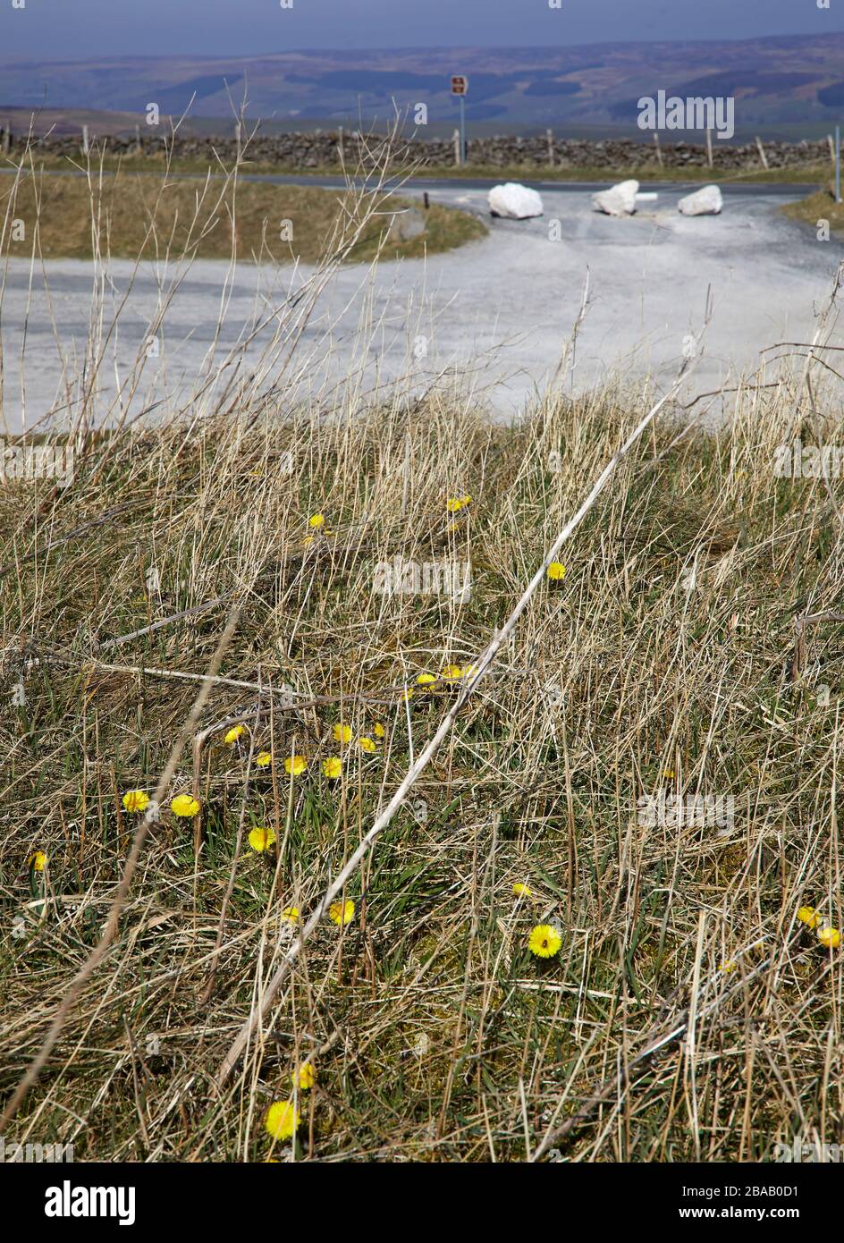 Coltsfoot poussant au point de vue de Cold Stones Cut à Greenhow Hill à Nidaman, fermé en raison de l'écluse de Coronavirus 26/03/20 Banque D'Images