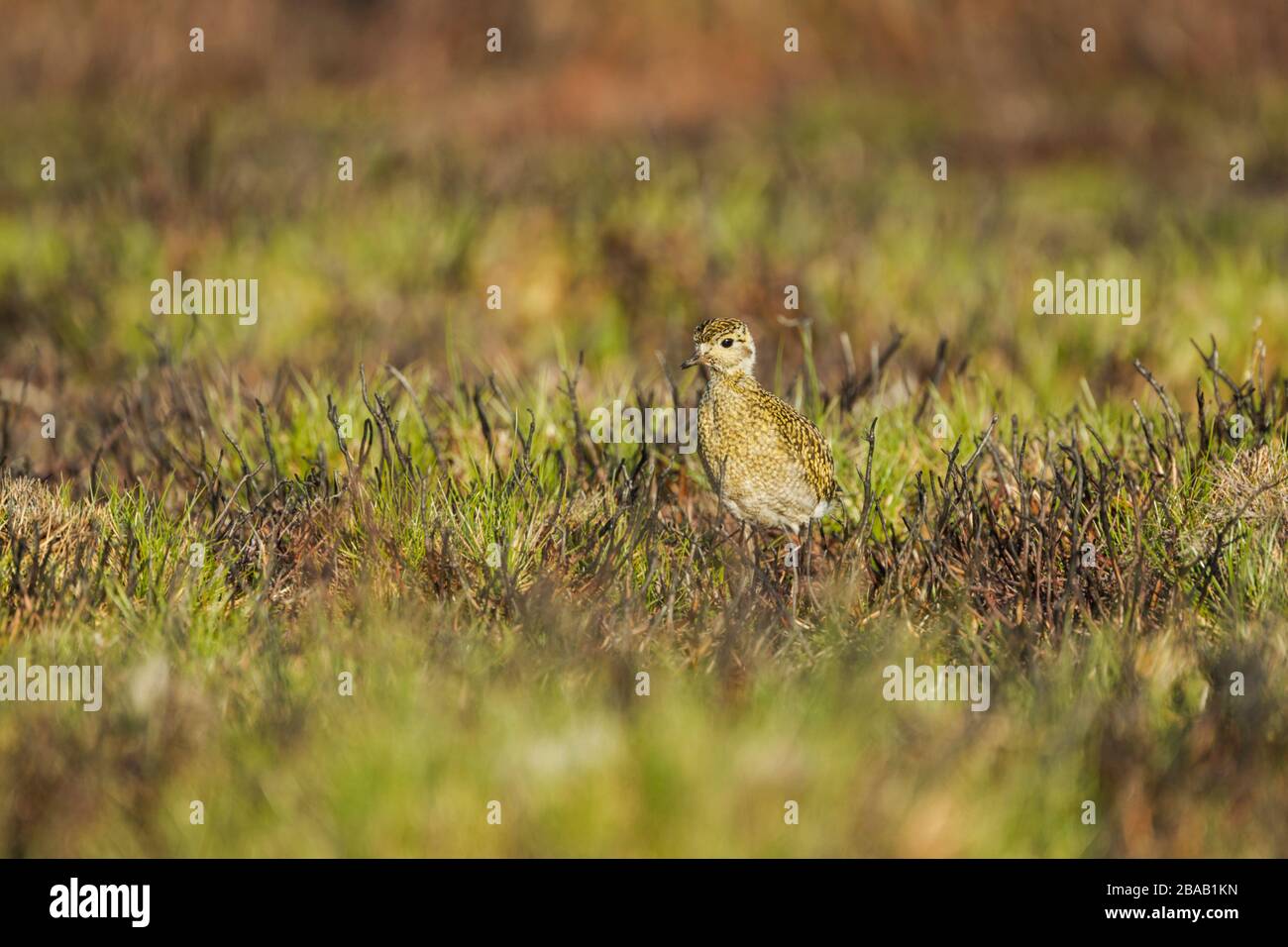 Le Pluvier doré (Pluvialis abricaria) se tenant dans une zone de bruyère brûlée avec des pousses de nouvelle bruyère de croissance tout autour Banque D'Images