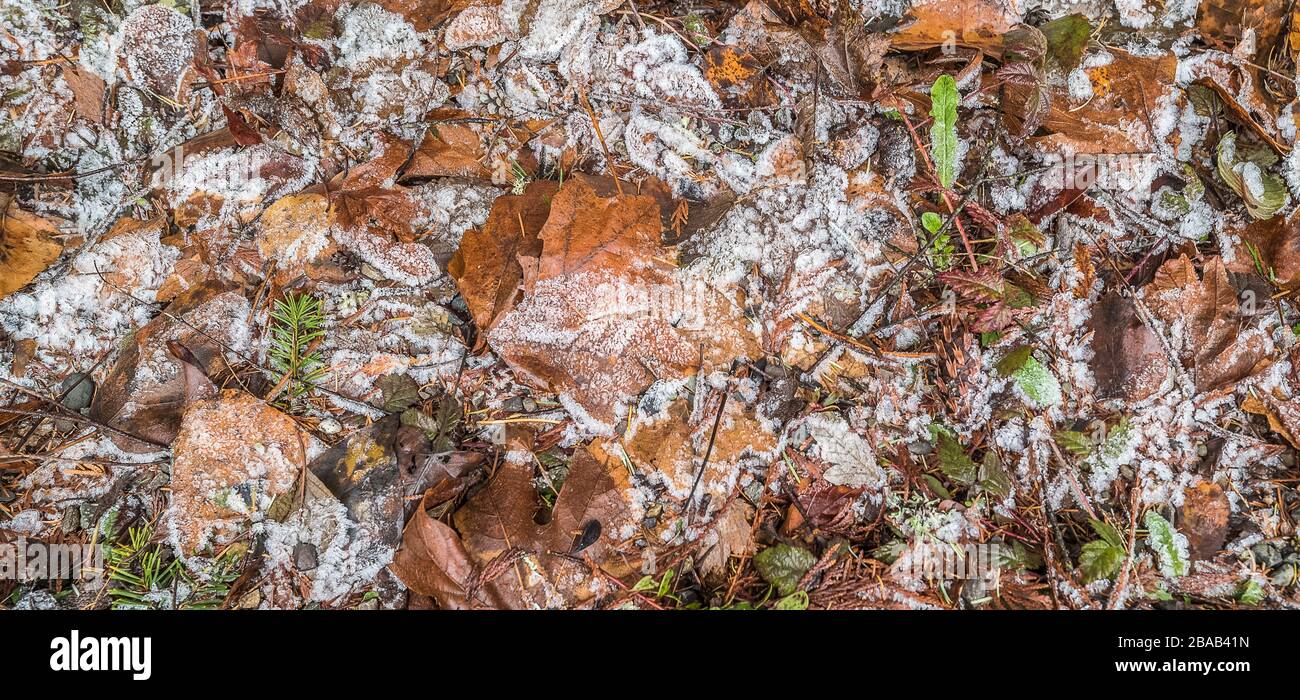 Gros plan des feuilles tombées recouvertes de givre en automne Banque D'Images