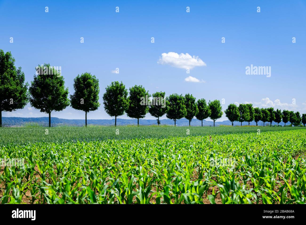 Rangée d'arbres au champ de maïs, Bade-Wurtemberg, Allemagne Banque D'Images