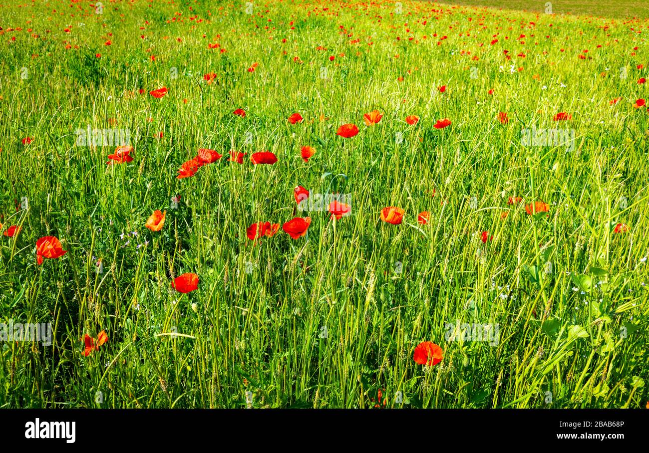 Prairie avec des coquelicots rouges, Bade-Wurtemberg, Allemagne Banque D'Images