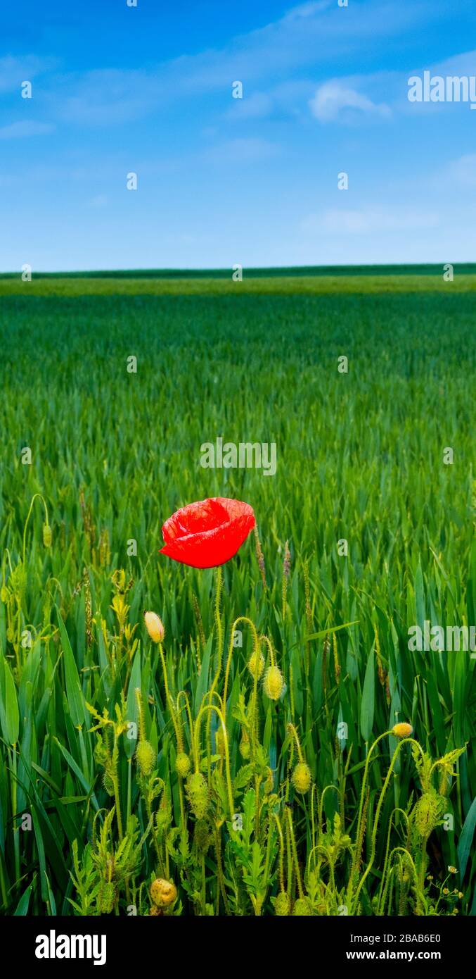 Fleur de pavot dans un champ de céréales, Bade-Wurtemberg, Allemagne Banque D'Images
