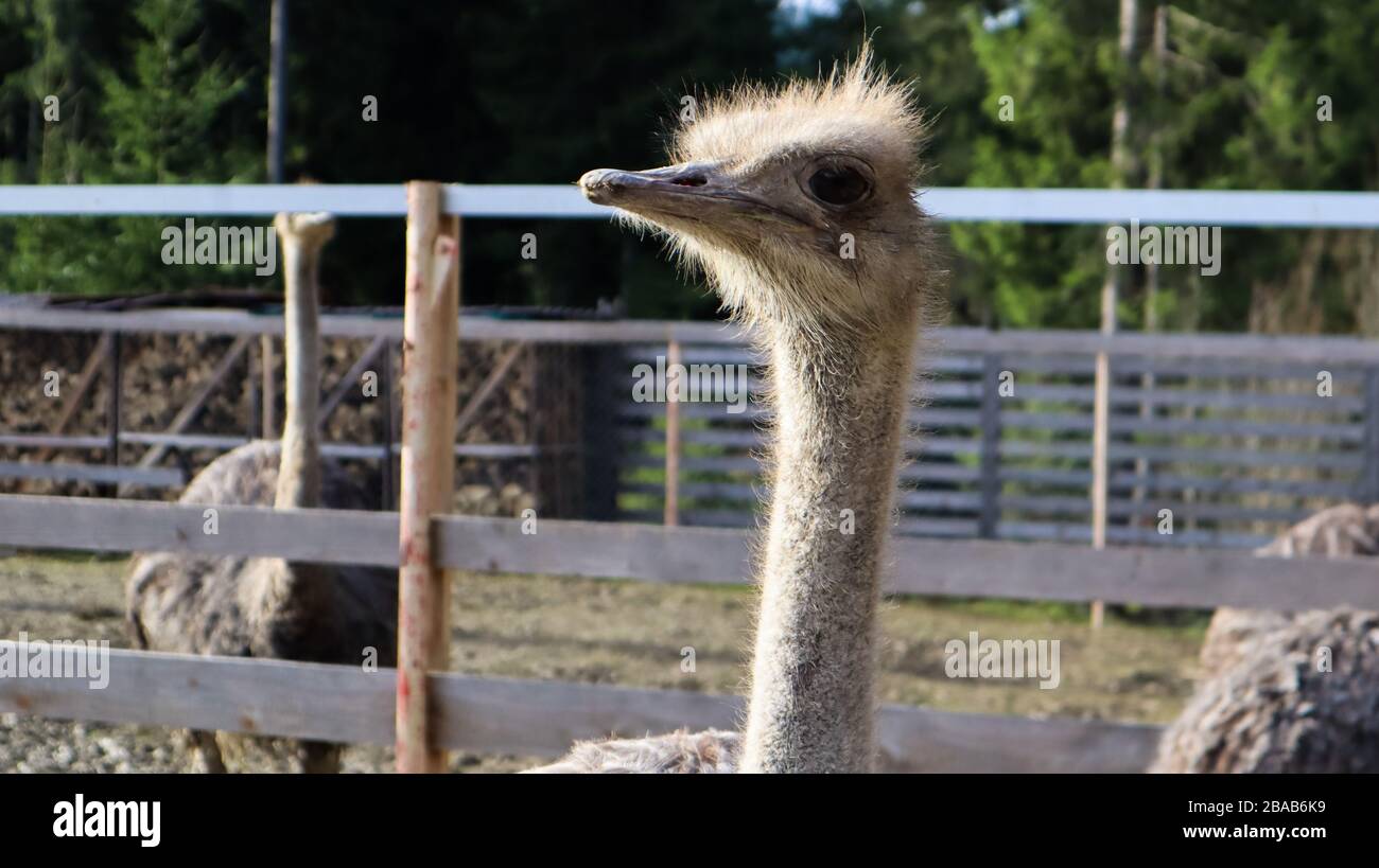portrait de la tête et du cou des oiseaux autruches dans un parc. Gros plan sur un joli autruche sur un fond flou. Banque D'Images
