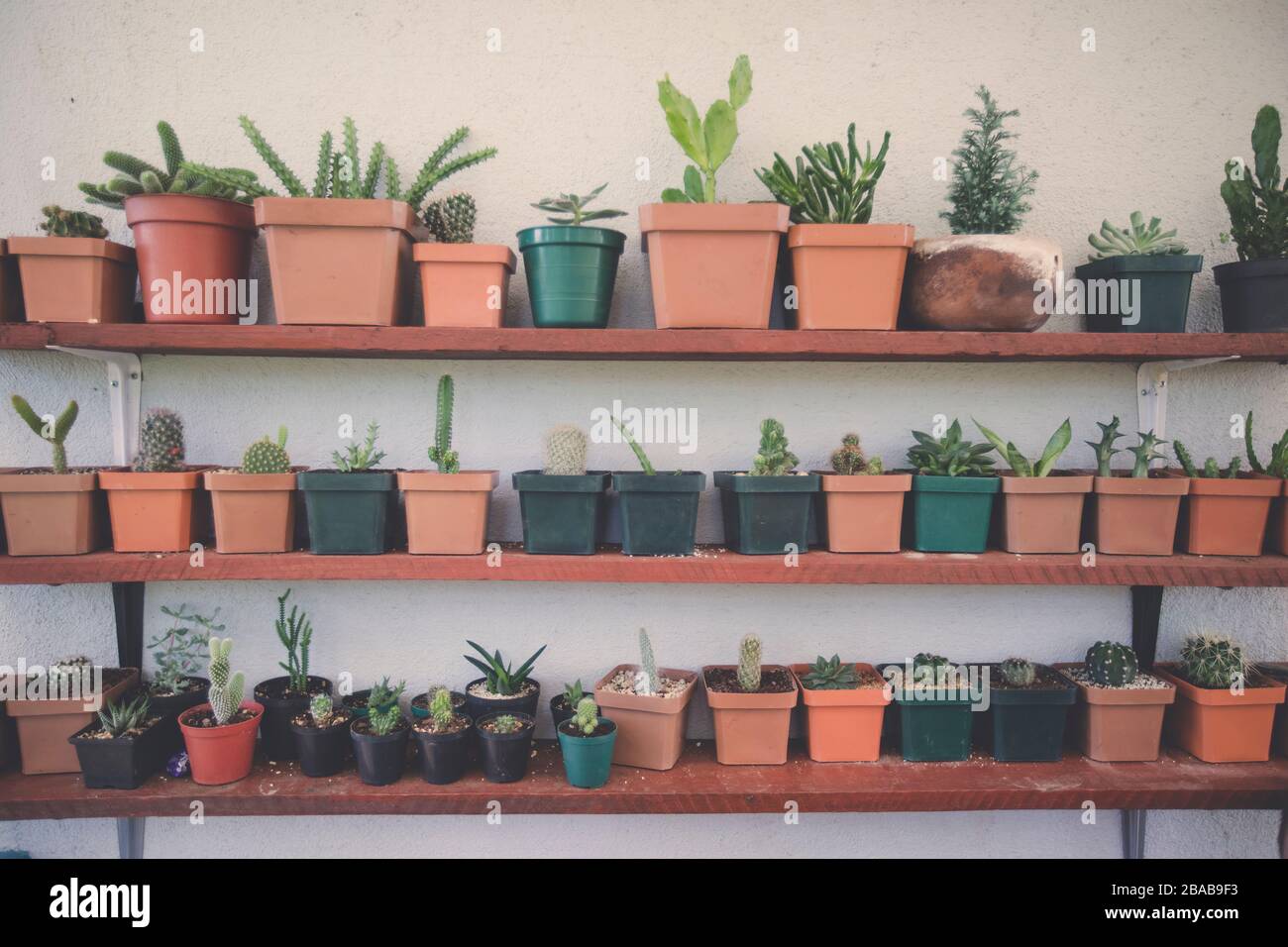 Assortiment de cactus et de plantes succulentes sur le jardin de l'étagère. Banque D'Images