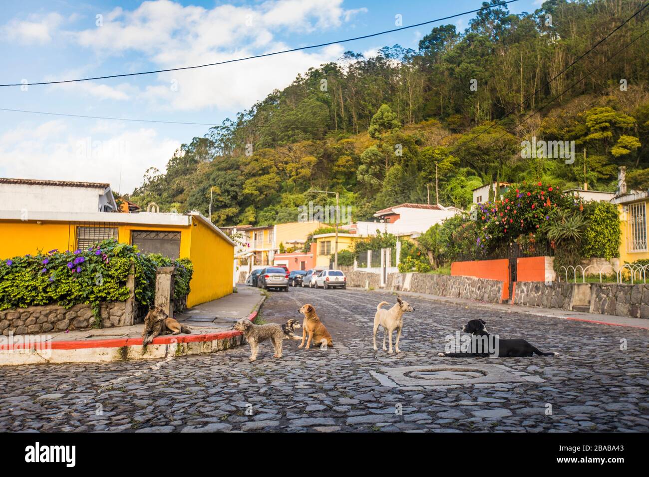 Chiens errants dans les rues pavées d'Antigua, Guatemala. Banque D'Images