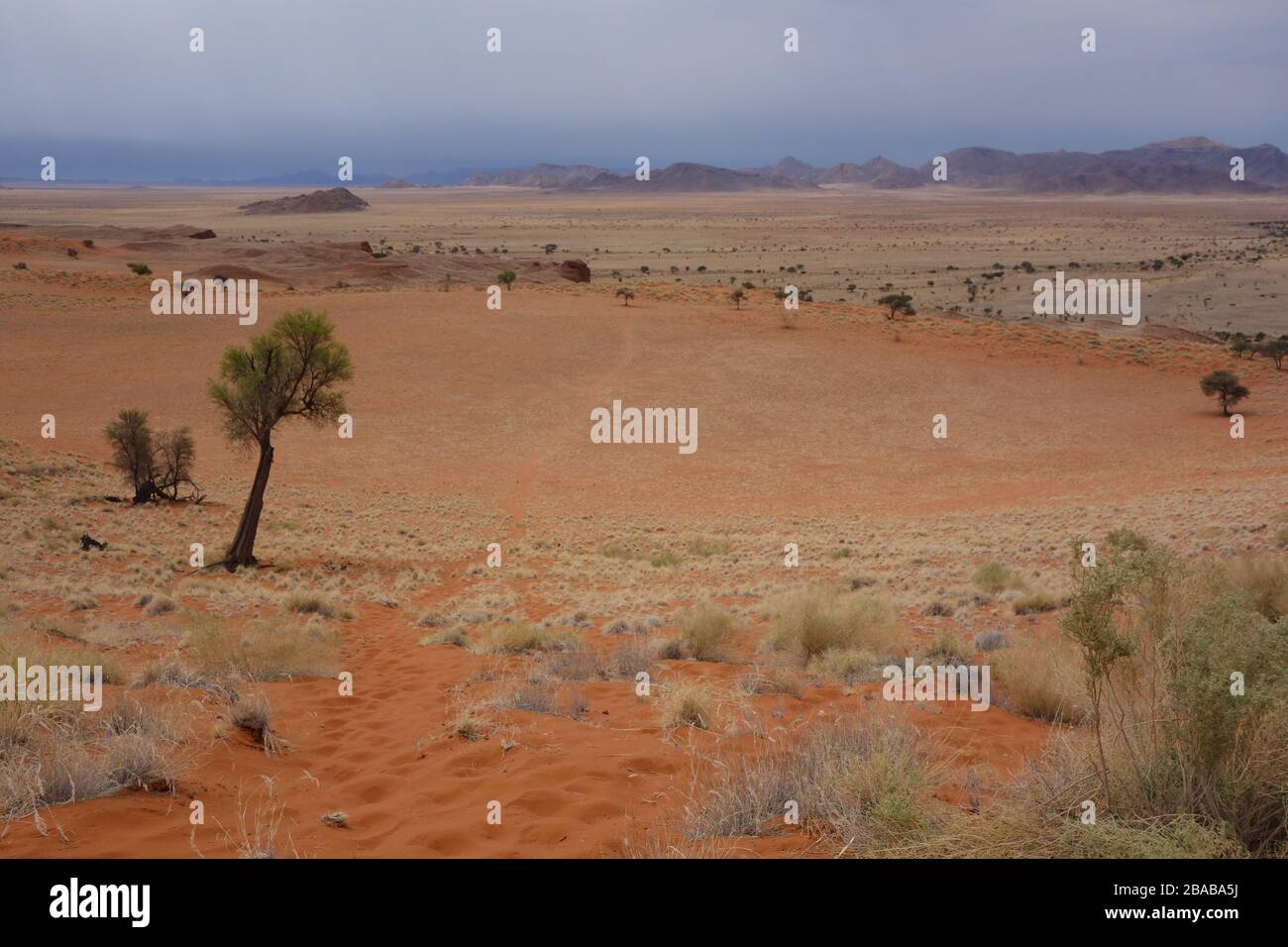 Dunes fossiles et dunes de sable rouge en Namibie - vue supérieure sur la campagne sèche et abandonnée de sable , dunes , brousse , brousse et un seul arbre en face Banque D'Images
