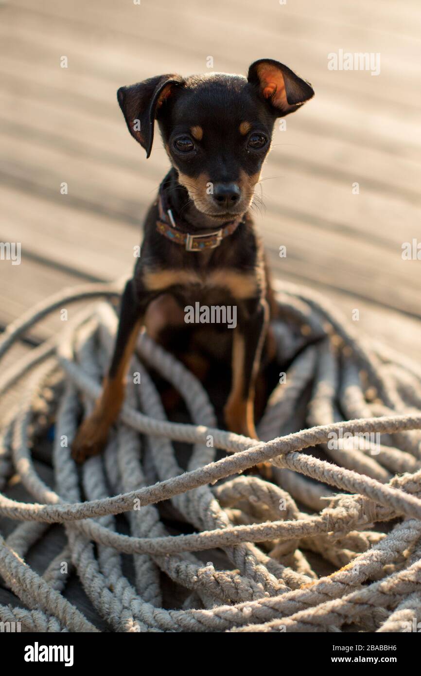 Pinscher Miniature Banque D Image Et Photos Alamy