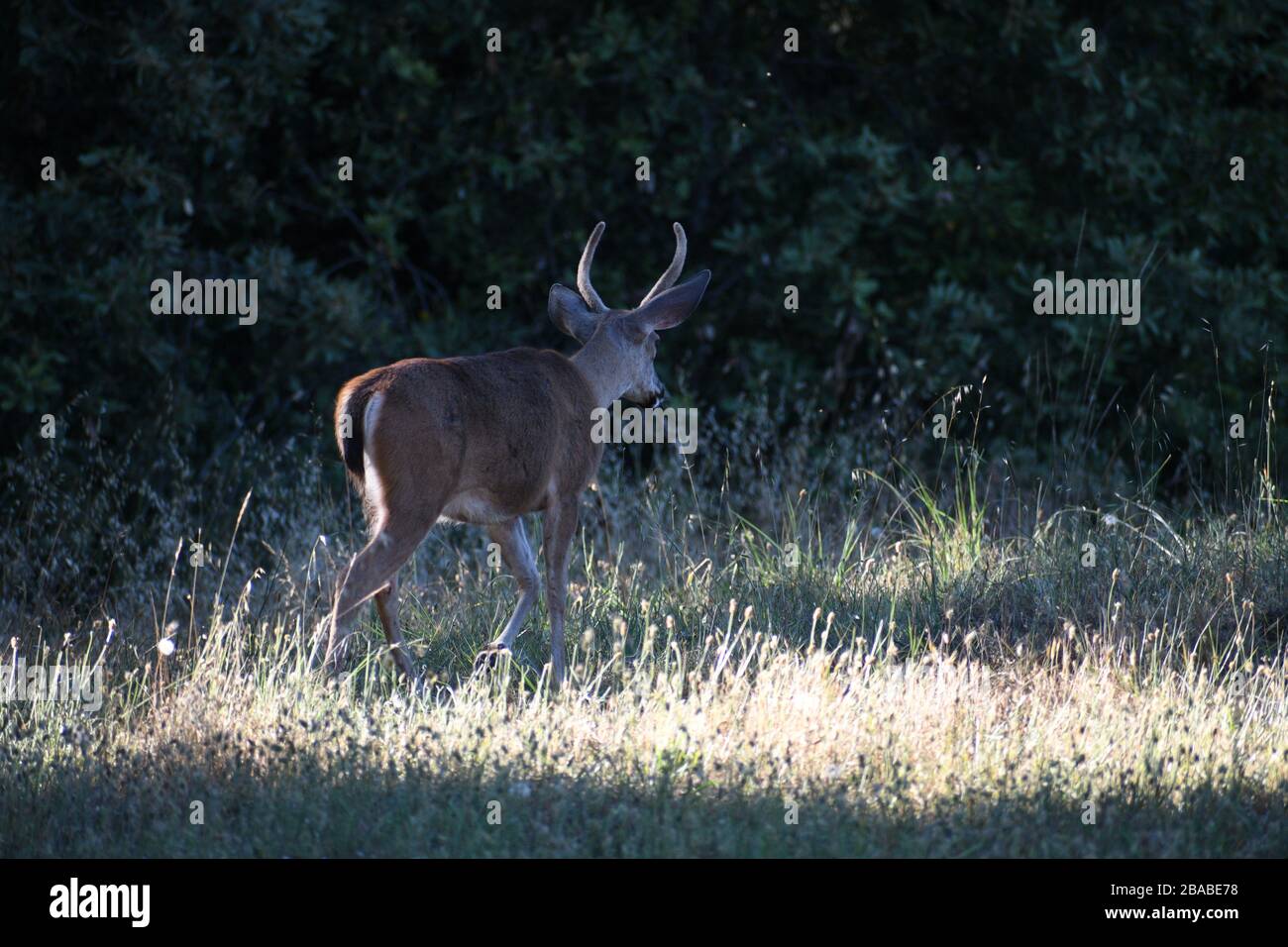 Buck en velours Banque D'Images