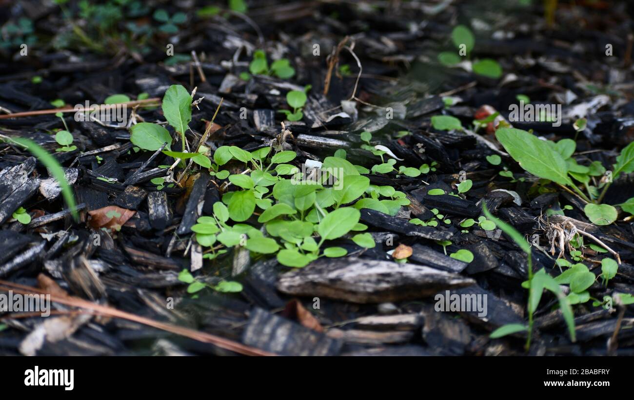 Petites plantes qui poussent par paillis Banque D'Images