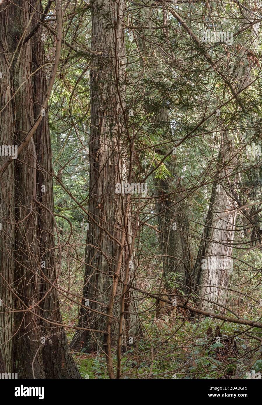 Quatre grands redcedars occidentaux (Thuja plicata) poussent en hauteur, leurs branches créant un encombrement dense dans la forêt verte (côtière de la Colombie-Britannique). Banque D'Images