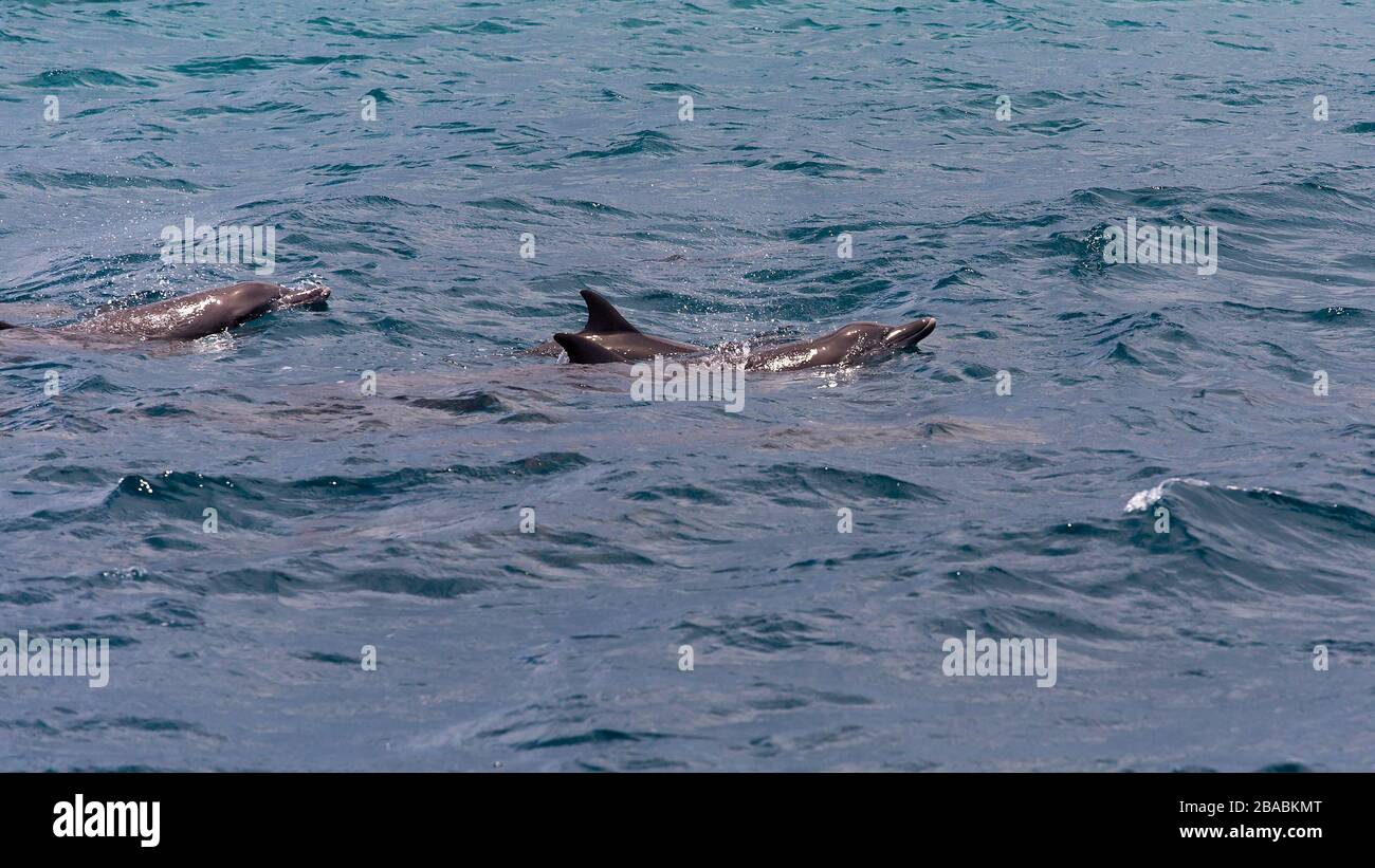 Observer les dauphins dans l'eau bleue à l'île tropicale, aux Maldives Banque D'Images