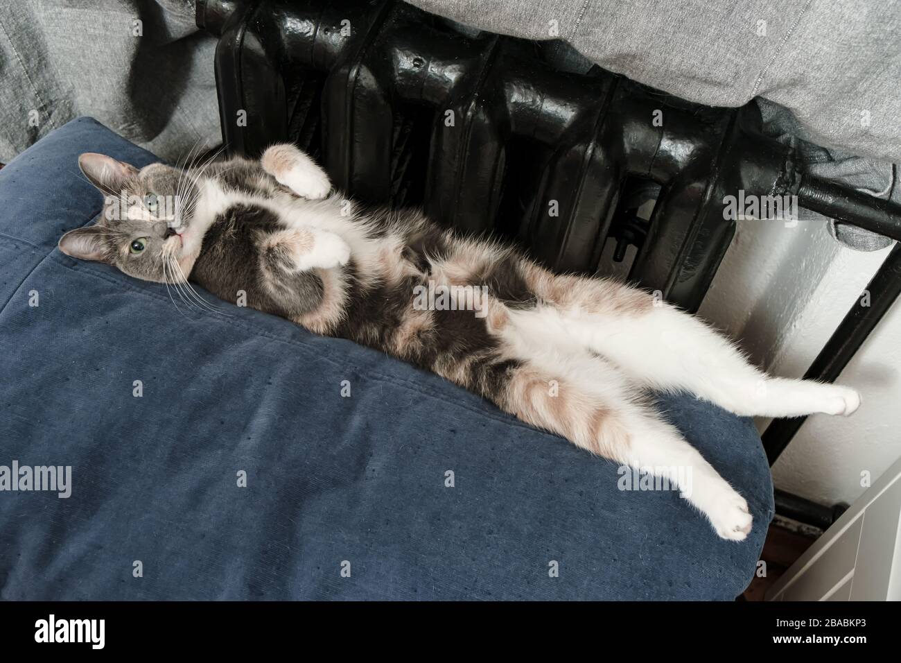 Chat Zen Banque D Image Et Photos Alamy