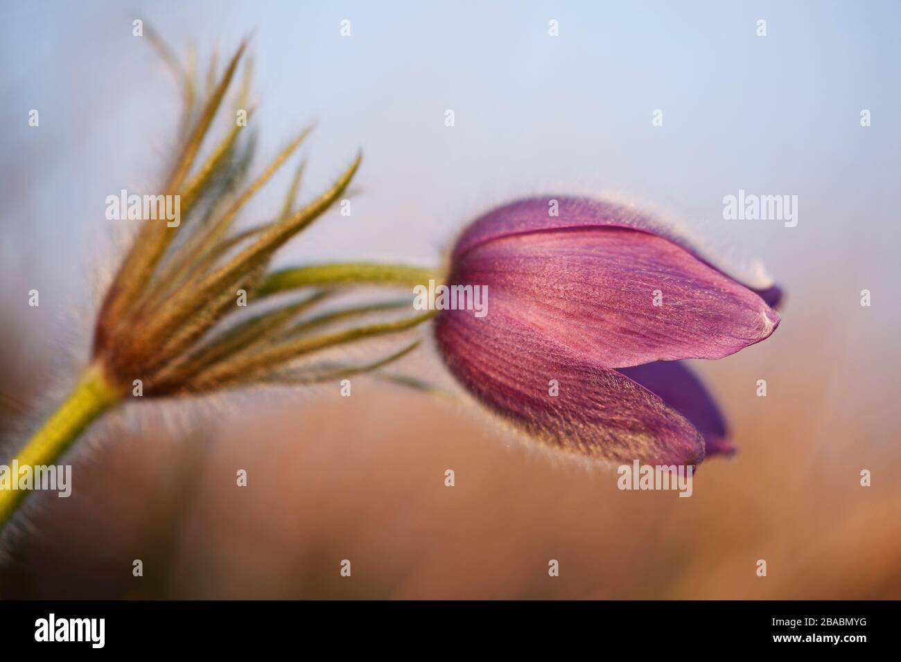Pulsatilla vulgaris (fleur de pasque, fleur de pasqueflower, fleur de pasque commune, fleur de pasqueflower européenne); allemand: Gewöhnliche Kuhschelle Banque D'Images