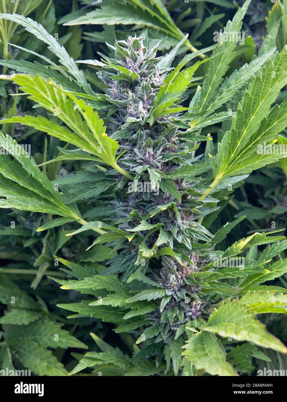 Cannabis 'Cookiemeister', floraison croissante, Comté de Josephine, Oregon. Banque D'Images