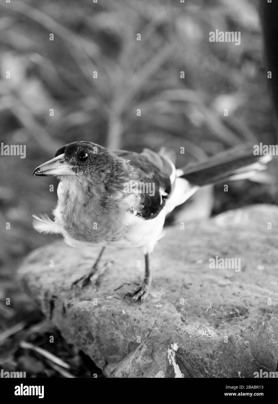 Animaux de ferme: Les oiseaux ont trouvé une ferme locale. Joli petit oiseau perché. Image en noir et blanc d'un oiseau sur un rocher. Banque D'Images