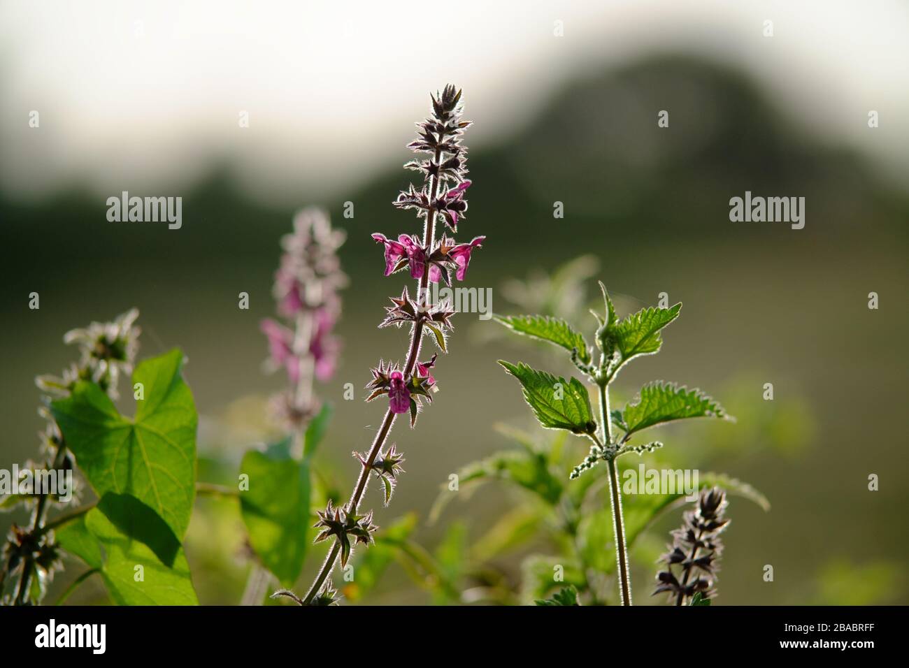 Fleurs d'ortie plantées au soleil du soir. Banque D'Images