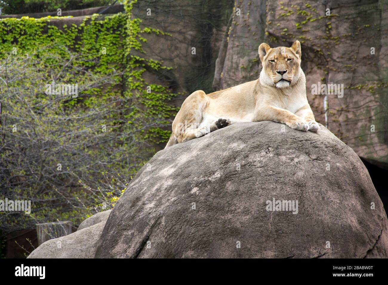 Lion africain (Panthera leo krugeri) au zoo de Lincoln Park, Lincoln Park, Chicago, Illinois, États-Unis Banque D'Images