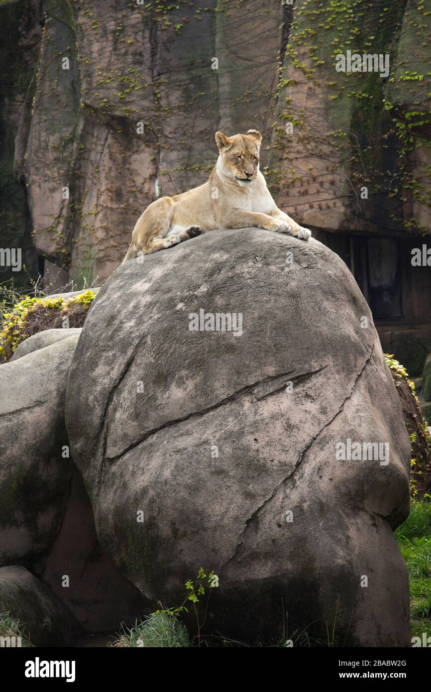 Lion africain (Panthera leo krugeri) au zoo de Lincoln Park, Lincoln Park, Chicago, Illinois, États-Unis Banque D'Images