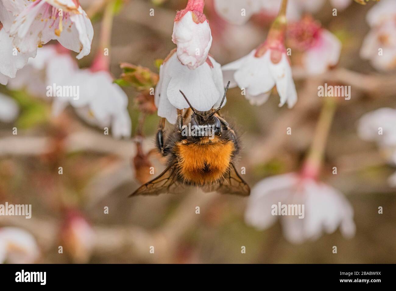 Un bumblebee d'arbre (UK) qui recueille du pollen de la fleur d'un prunus kojo no mai. Banque D'Images