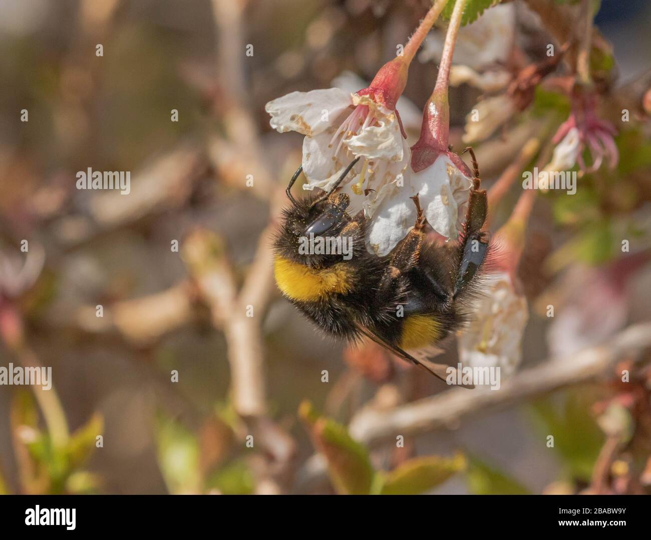 Une bouffe de bumblebee recueillant du pollen d'une fleur de prunus kojo no mai. Banque D'Images