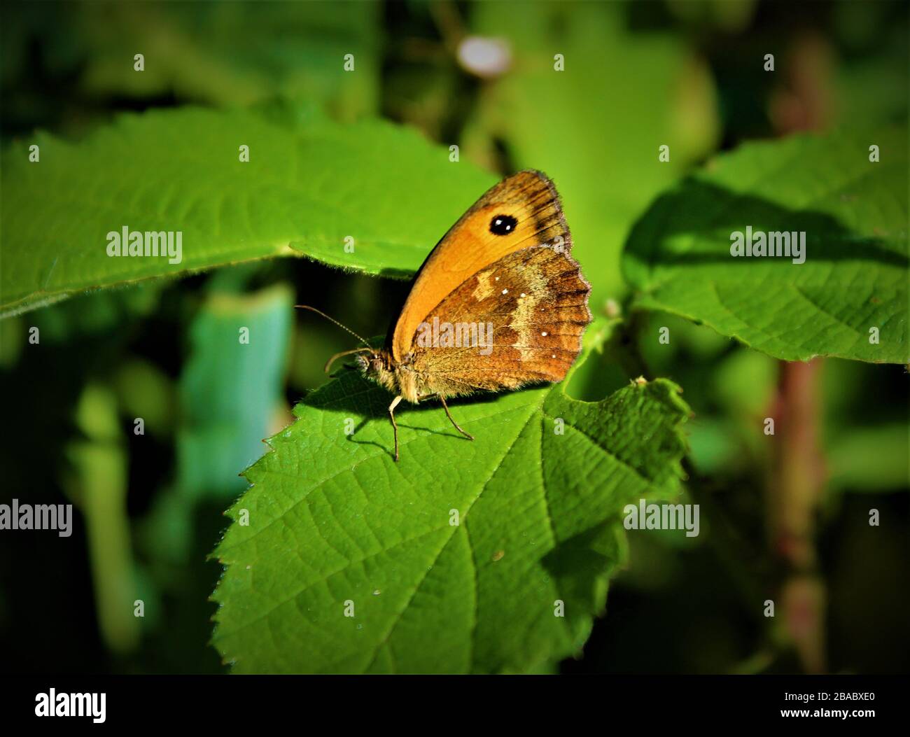 Papillon Small Heath Banque D'Images
